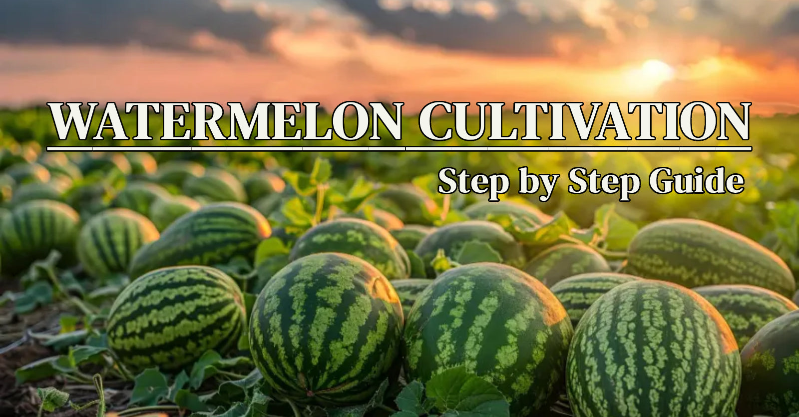 Watermelon Cultivation: A Step-by-Step Guide