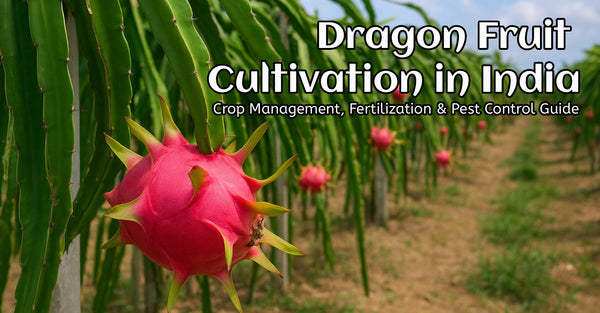 Dragon Fruit Cultivation in India: Crop Management, Fertilization & Pest Control Guide