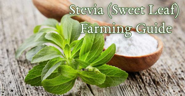 Stevia (Sweet Leaf) Cultivation Guide: Farming, Fertilisation & Protection