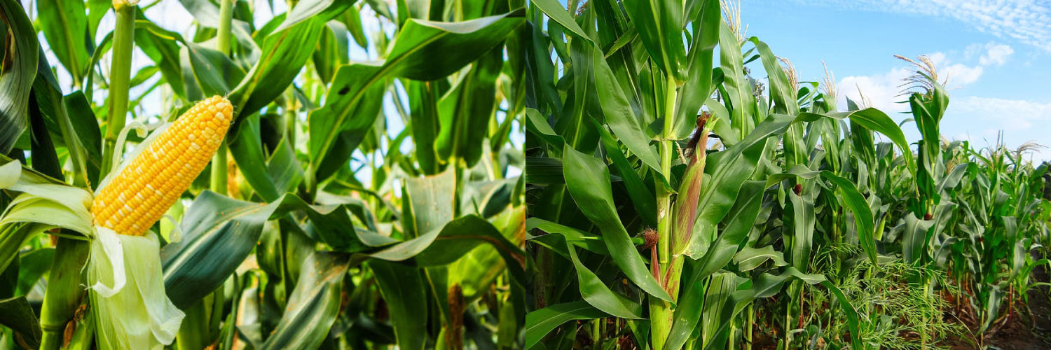 Effective Management of Fall Armyworm in Maize - Agriplex