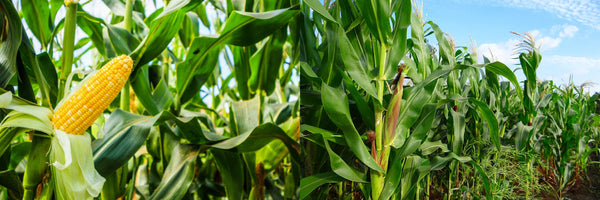 Effective Management of Fall Armyworm in Maize