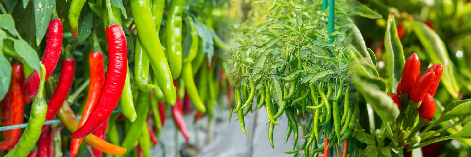 Management of Major Insects of Chilli - Agriplex