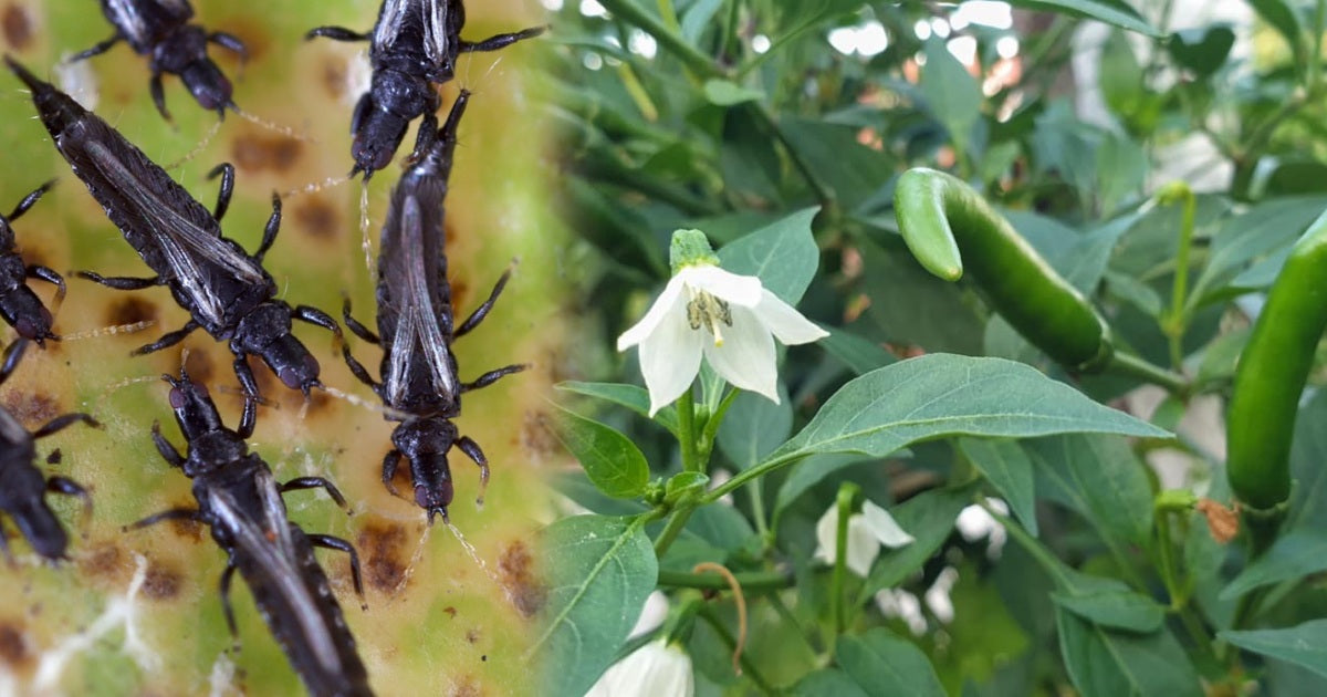 Thrips-Free Harvest: Proven Methods for Managing Black Thrips in Chilli Crops - Agriplex