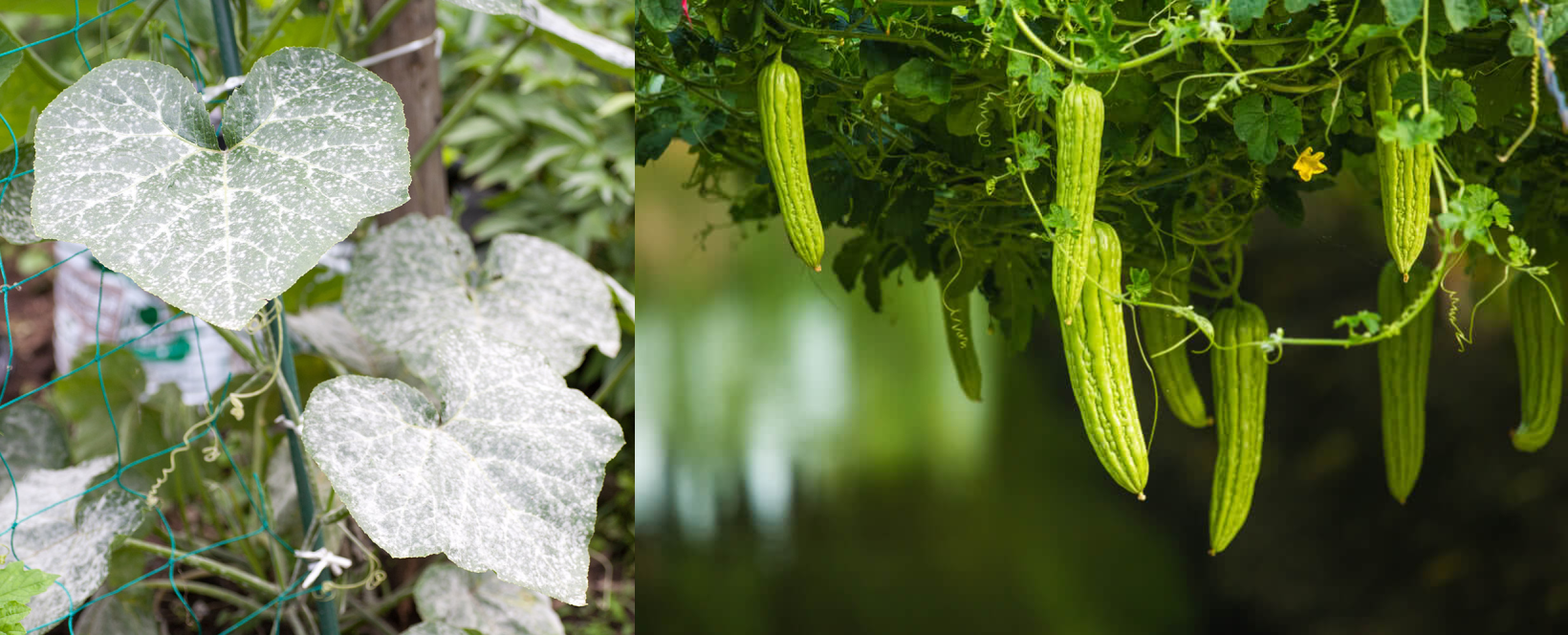 Controlling Powdery Mildew in Cucurbits : Symptoms and Solutions - Agriplex