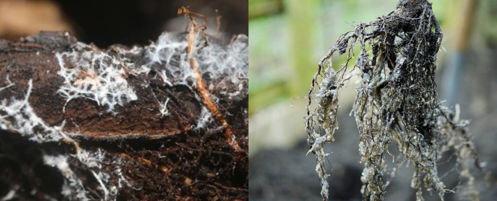 Mycorrhizae