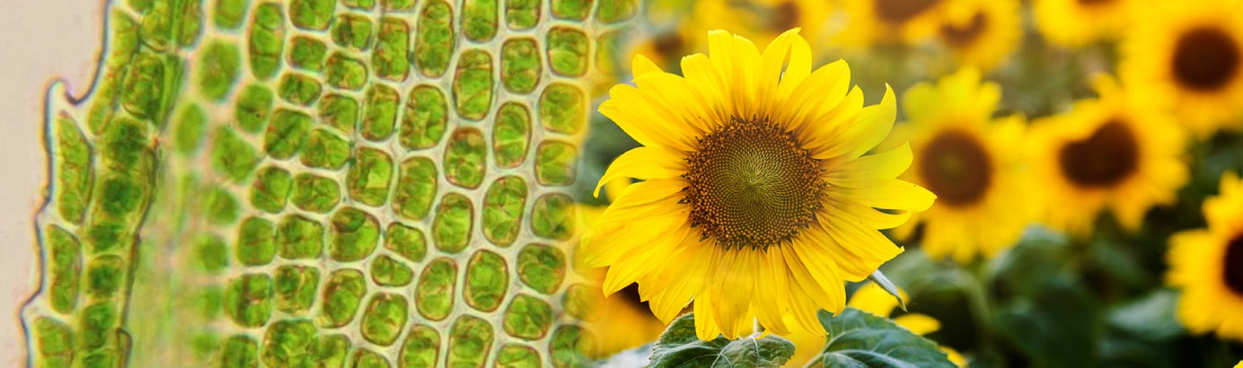 Silicon in plants