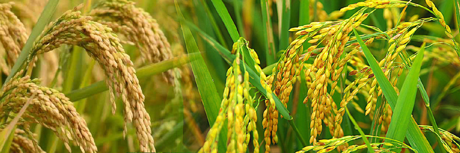 Management Of Major Insects Of Paddy - Agriplex