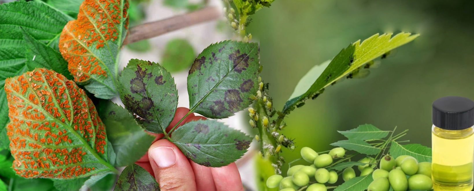 Neem: The Biopesticide Revolution in Agriculture for a Healthier Environment - Agriplex