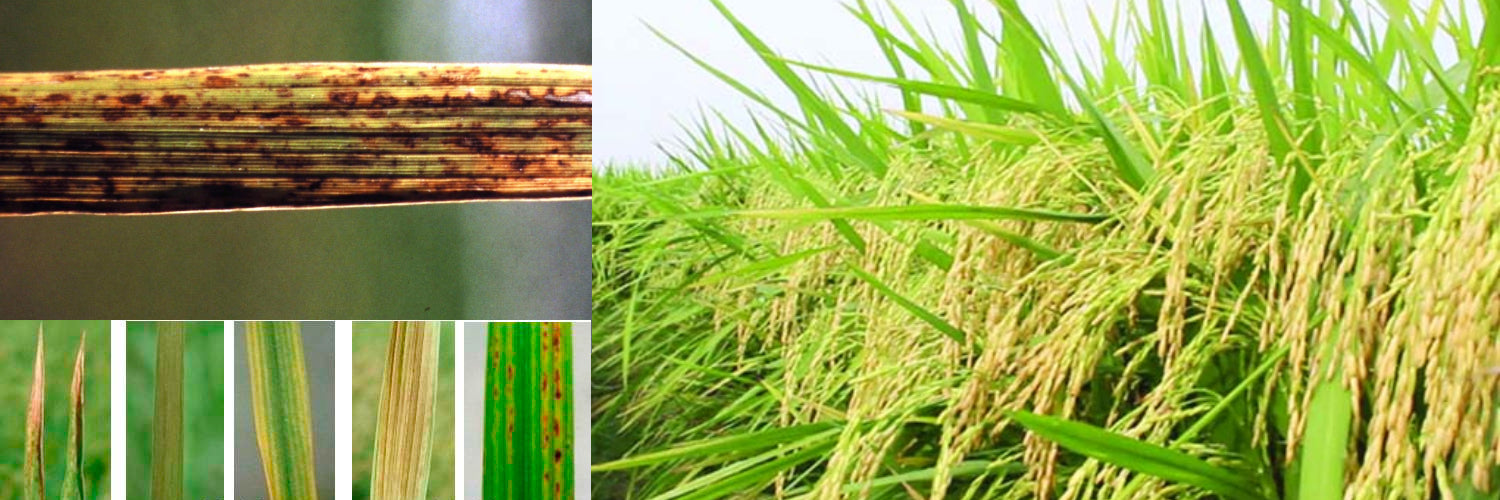 धान में जिंक की भूमिका - Agriplex