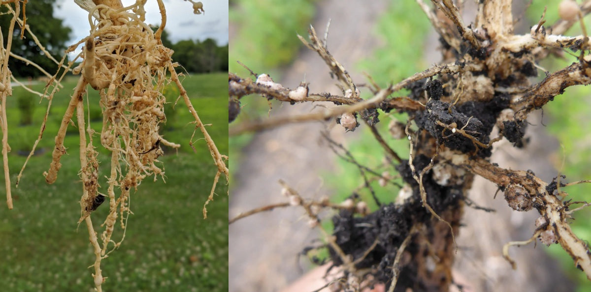 Nematodes in Plants Roots