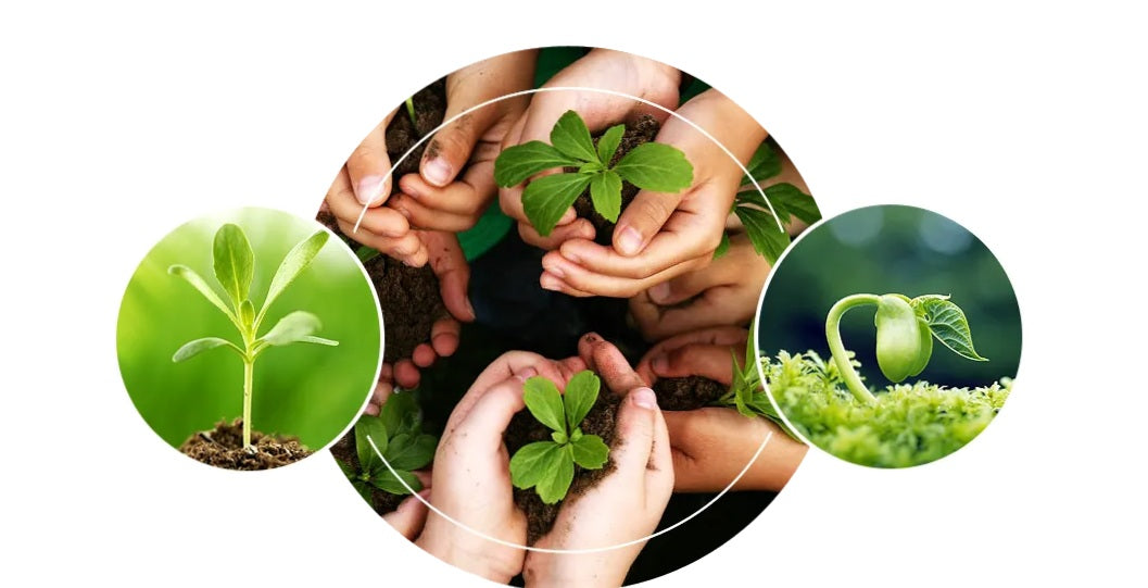 Fueling Crop Yield: The Essentiality of Amino Acids as Bio-Stimulants in Modern Agriculture - Agriplex