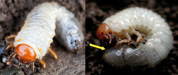 White Root Grubs: Identification and Effective Control Methods