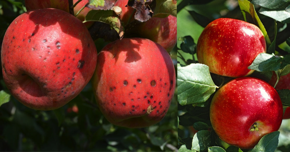 Bitter Pit Disease: Tackling Calcium Deficiency in Apples for Improved Fruit Quality - Agriplex