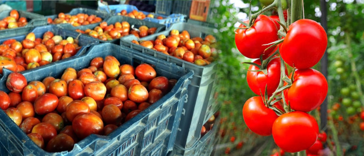 Tomato Production Guide: Guide to Producing High-yielding Tomato Crop - Agriplex