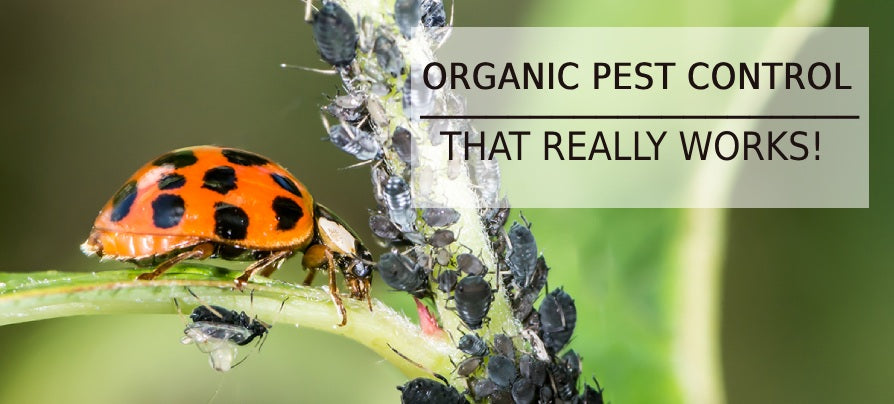 Organic Pest Control Methods: A Safe and Effective Way to Keep Your Garden Pest-Free - Agriplex