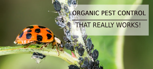 Organic Pest Control Methods: A Safe and Effective Way to Keep Your Garden Pest-Free