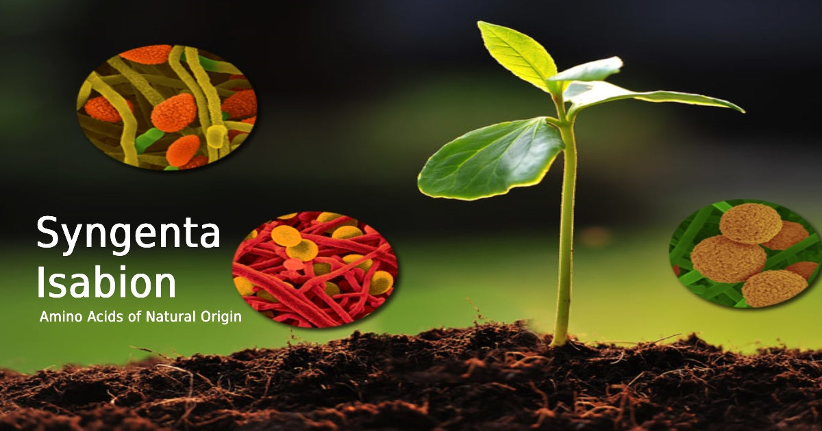 Syngenta Isabion: A Biostimulant for Plant Growth and Development - Agriplex