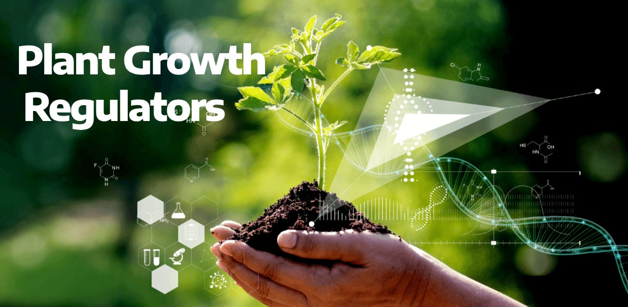 How to Use Plant Growth Regulators to Grow Bigger, Better, Tastier Fruits and Vegetables - Agriplex