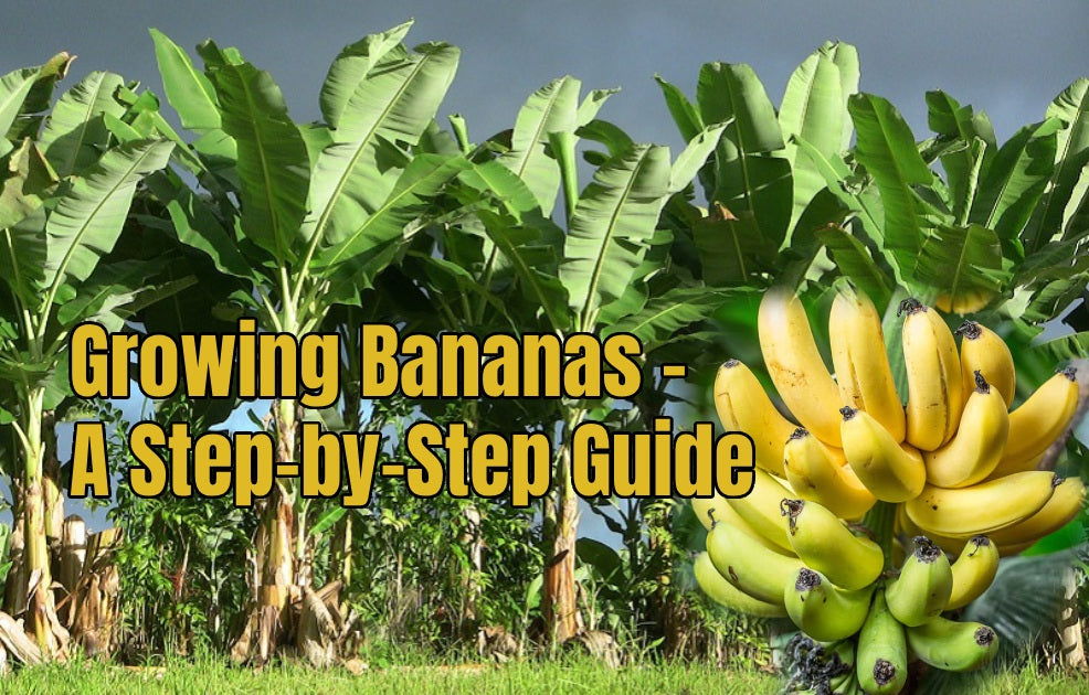 Growing Bananas: A Step-by-Step Guide - Agriplex
