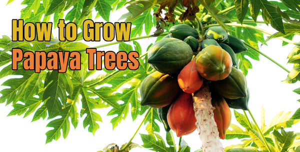 How to Grow Papaya Trees