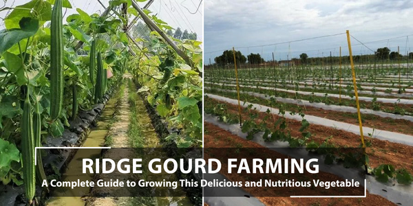 Ridge Gourd Farming: A Complete Guide to Growing This Delicious and Nutritious Vegetable