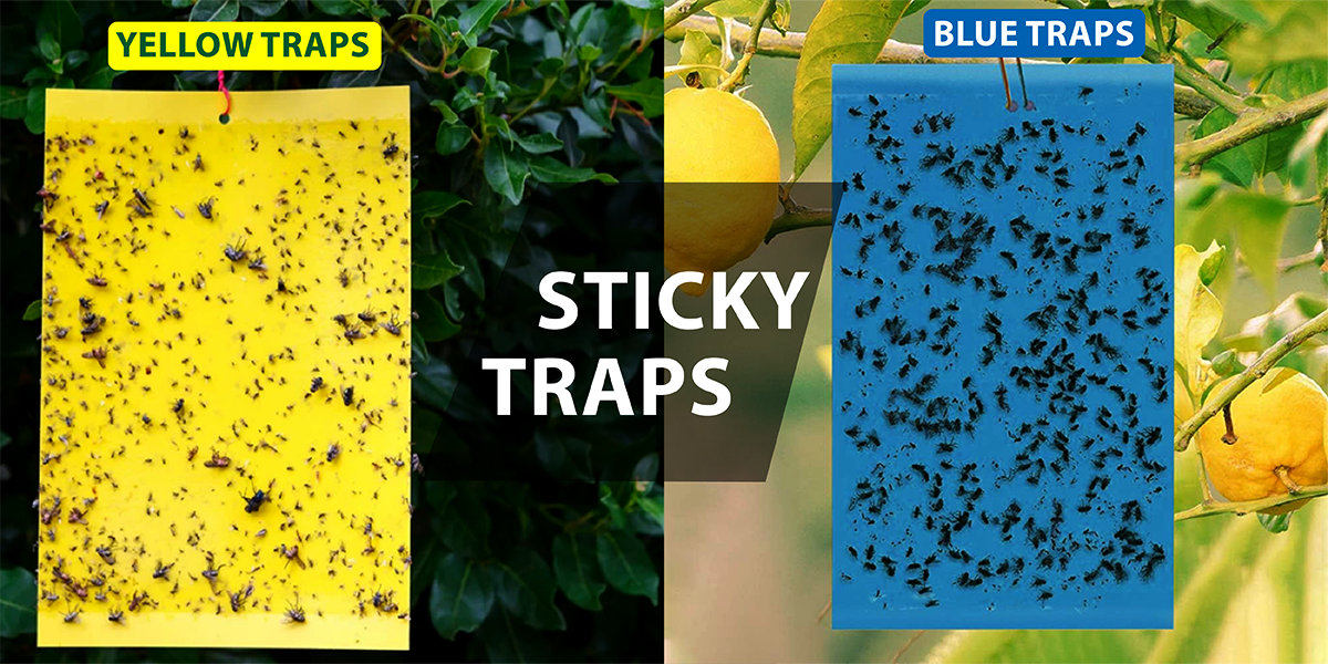 How Sticky Traps Work: Protection Against Sucking Pests in Vegetable Crop - Agriplex