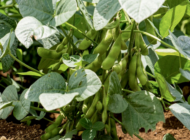 सोयाबीन की फसल में पीला मोज़ेक वायरस - Agriplex