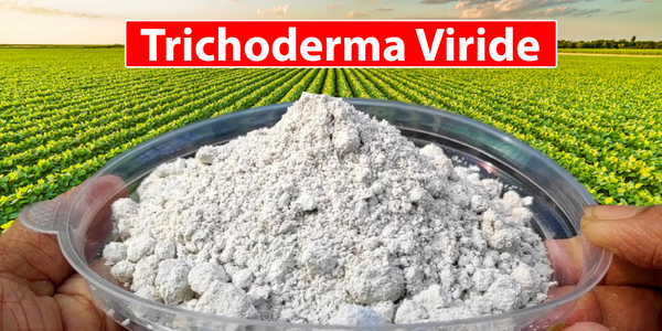 Trichoderma Viride: The Biocontrol Agent for Disease-Free Crops
