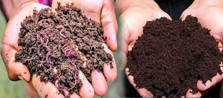 Vermicompost: Cultivating Sustainable Agriculture through Nature's Black Gold - Agriplex