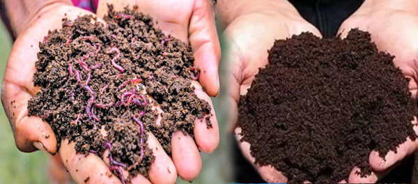 Vermicompost: Cultivating Sustainable Agriculture through Nature's Black Gold