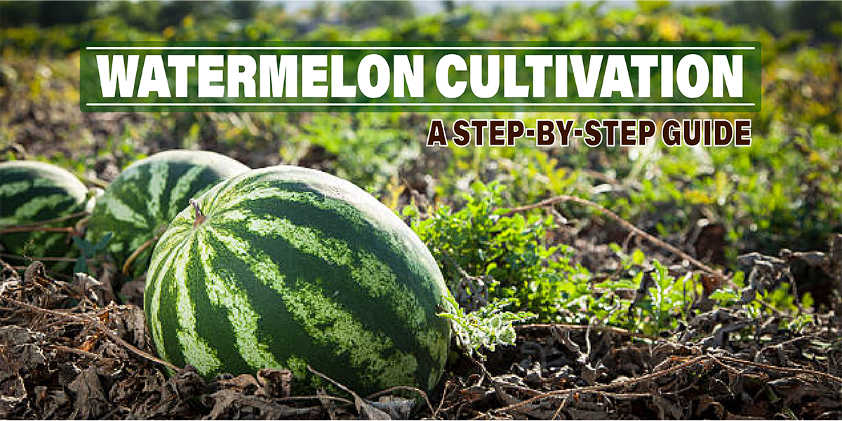 Watermelon Cultivation: A Step-by-Step Guide - Agriplex