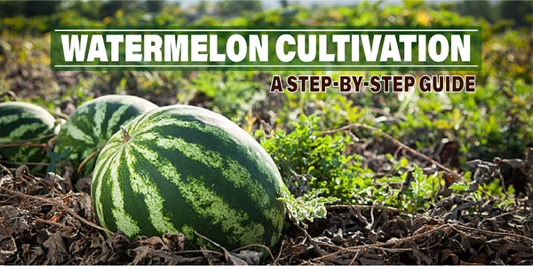 Watermelon Cultivation: A Step-by-Step Guide