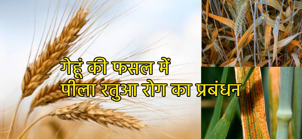 गेहूं की फसल में पीला रतुआ रोग का प्रबंधन - Agriplex