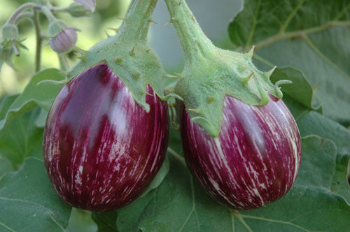Management of Major Insects of Brinjal/Egg Plant - Agriplex