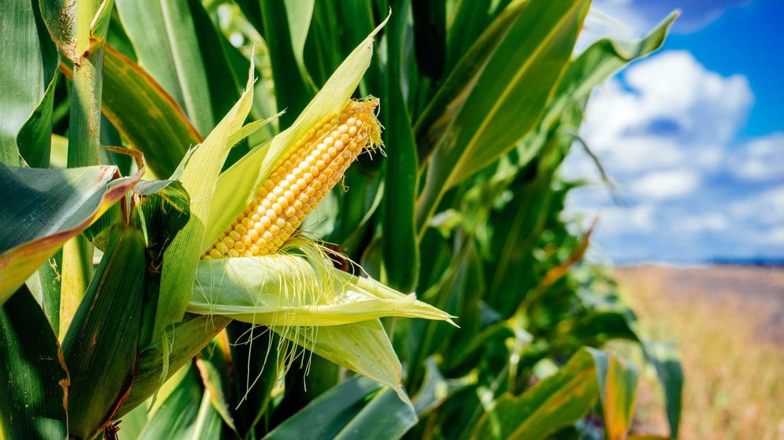 A Comprehensive Guide to Herbicides for Maize Crop: Boosting Yield and Weed Control - Agriplex