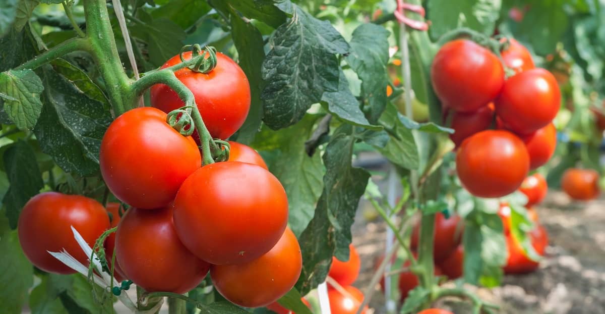 Management of Major Diseases of Tomato - Agriplex