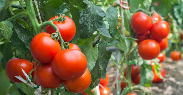 Management of Major Diseases of Tomato