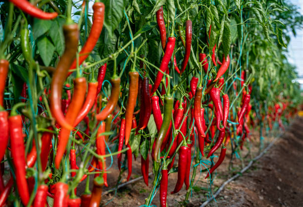 Management of Nutritional Deficiencies in Chilli Crop - Agriplex