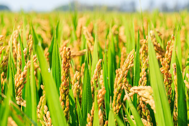 धान में पोषक तत्वों की कमी और उसका प्रबंधन - Agriplex