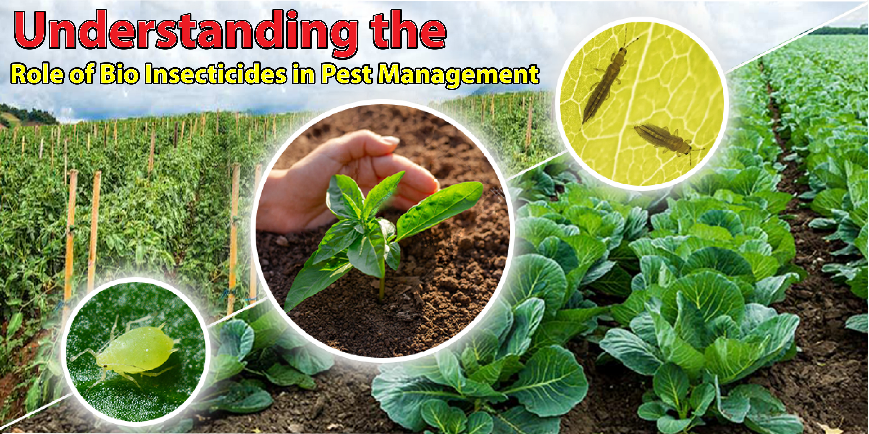 The Eco-Friendly Warriors: Understanding the Role of Bio Insecticides in Pest Management - Agriplex