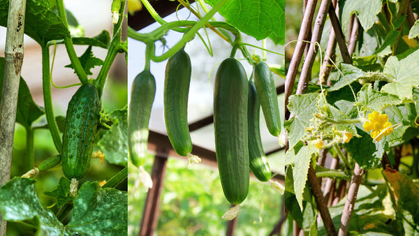 Management of Major Disease in Cucumber