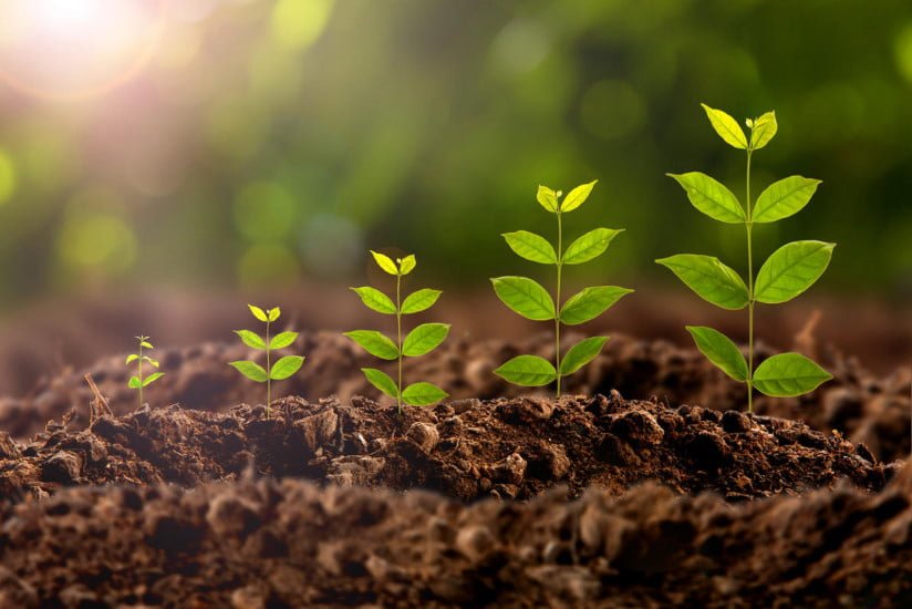 Gibberellins in Plants and Agriculture: Unveiling their Role and Potential Implications - Agriplex