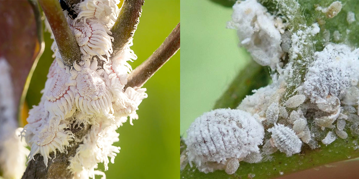 Mealy Bugs in Plants