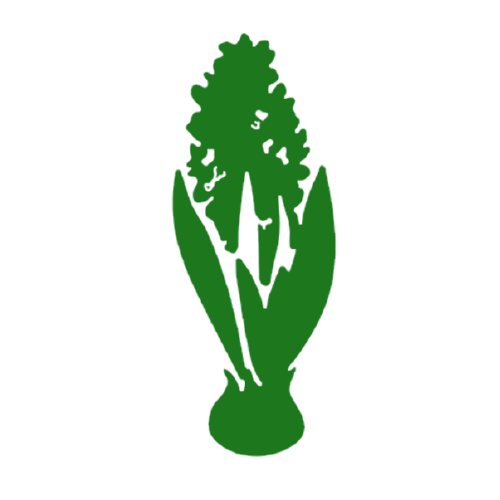 Amaranthus - Agriplex