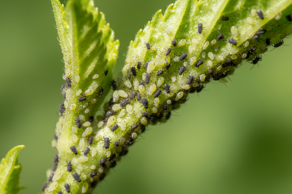 Aphids