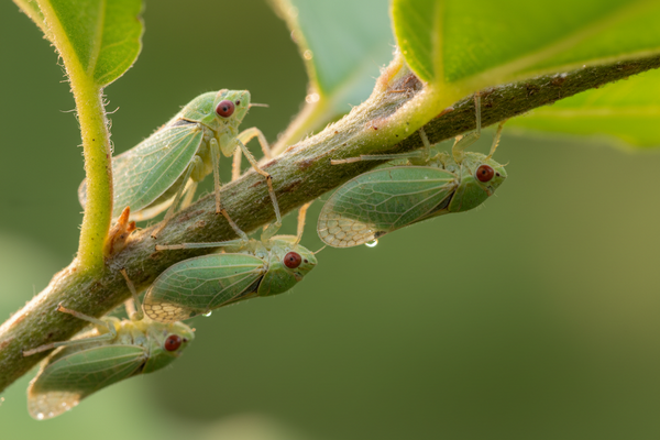 Leaf Hoppers