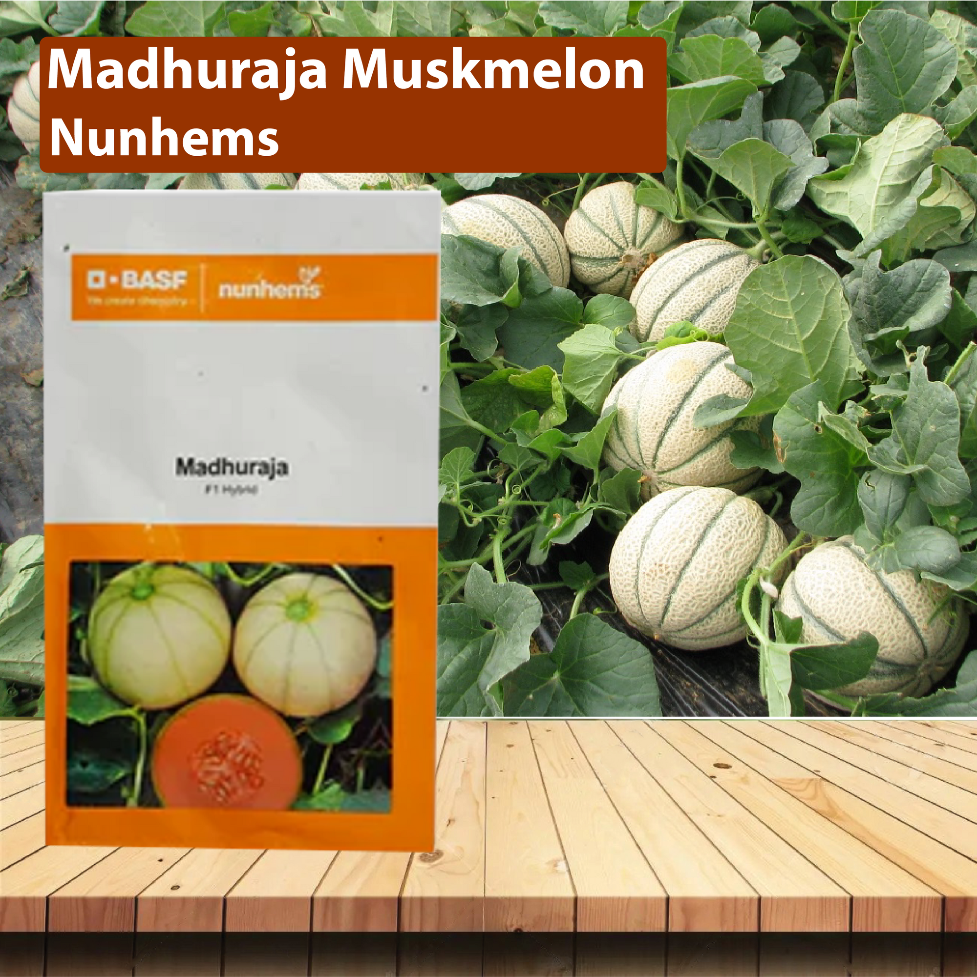 Nunhems Madhuraja Muskmelon Seeds - Pack of 1000 Seeds - Agriplex