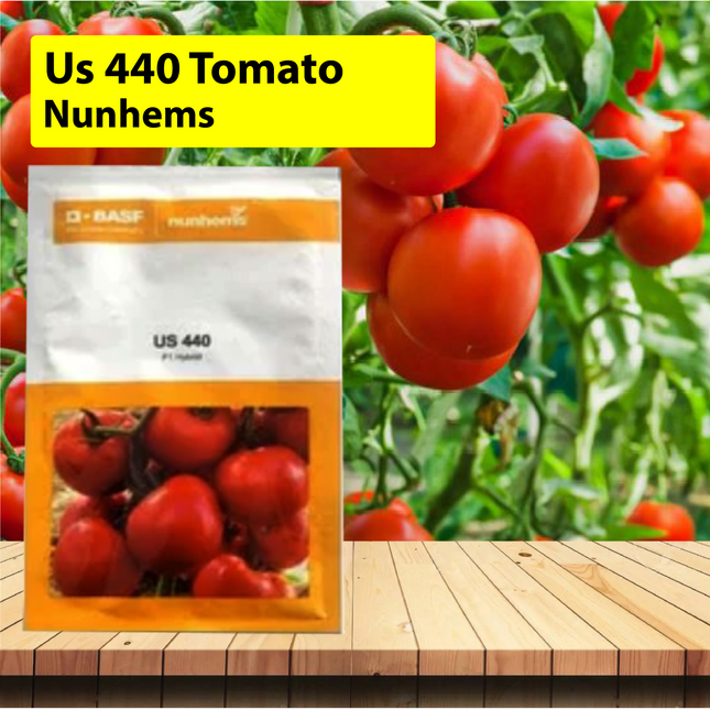 Nunhems Us 440 Tomato Seeds - Pack of 3000 Seeds - Agriplex