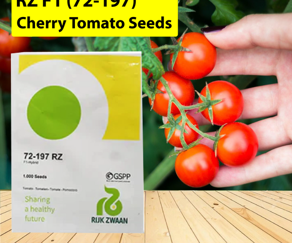 RZ F1 (72-197) TOMATO (CHERRY TOMATO) - 1000 SEEDS – Agriplex