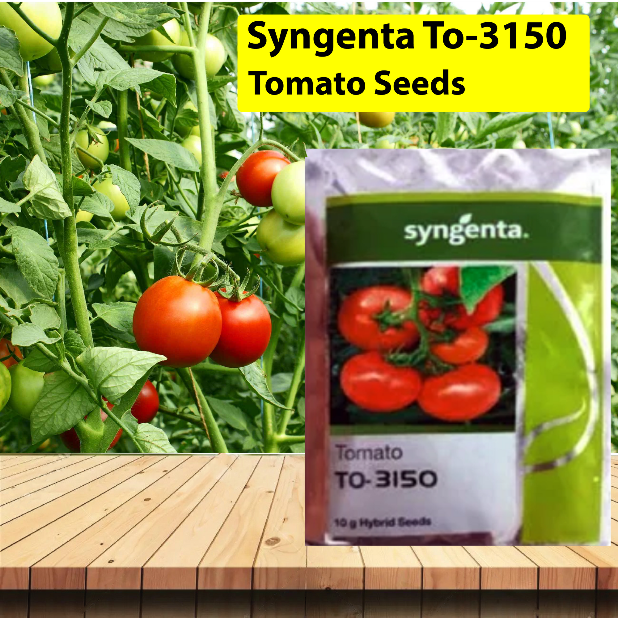 Syngenta To-3150 Tomato Seeds - Agriplex